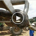giant Anaconda Found in Construction Building in Brazil