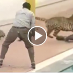 Wild animal attack captured on tape