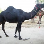 black camel in pakistan